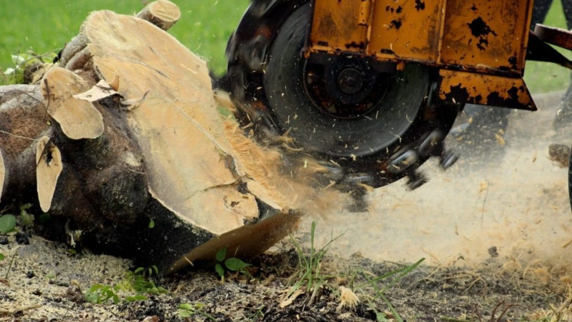 Forester Tree Care 19