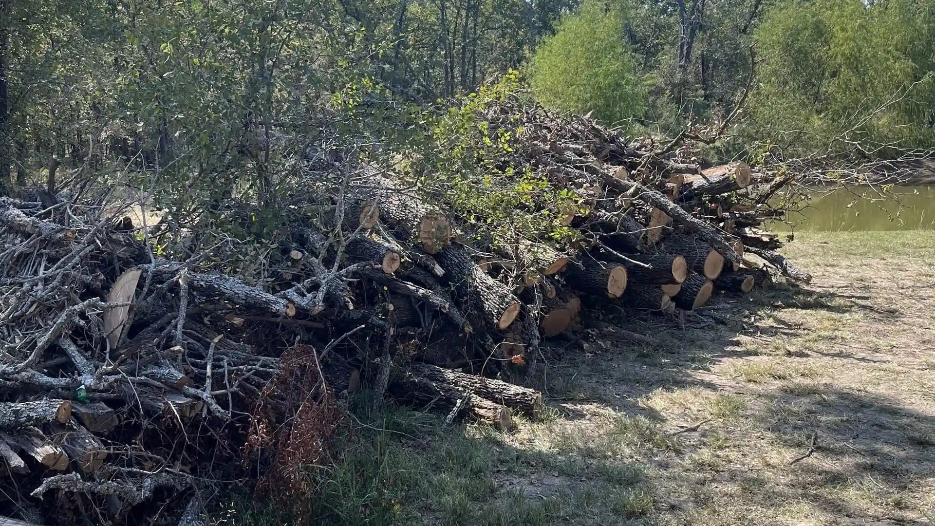 Forester Tree Care 24
