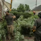Forester Tree Care 5