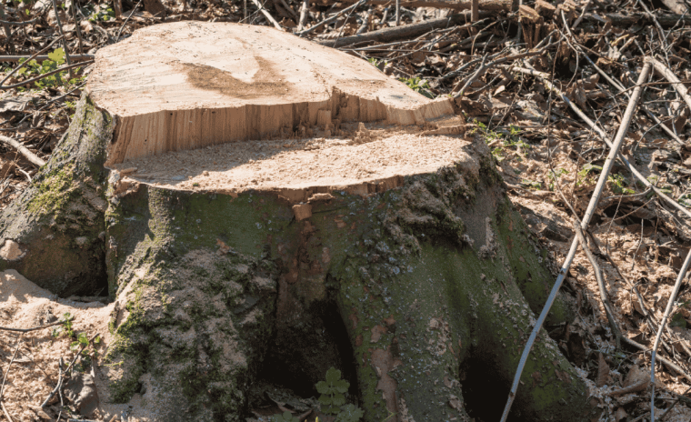 Stump Grinding vs. Stump Removal Comparing Costs, Benefits, and Choosing the Best Option for Your Lawn