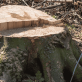 Stump Grinding vs. Stump Removal Comparing Costs, Benefits, and Choosing the Best Option for Your Lawn